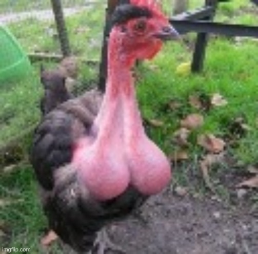 cock | made w/ Imgflip meme maker