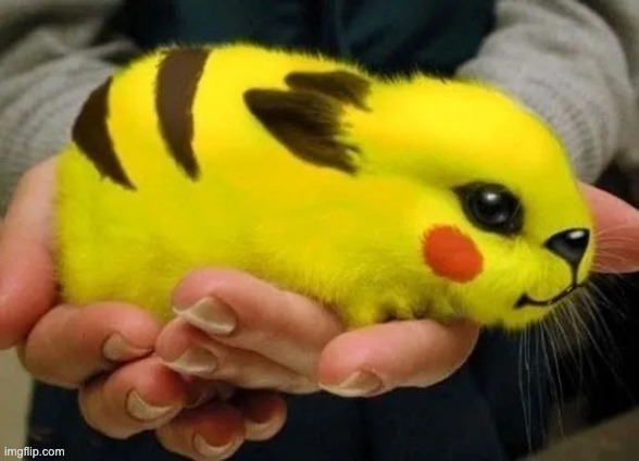 pikachu bunny | image tagged in pikachu bunny | made w/ Imgflip meme maker