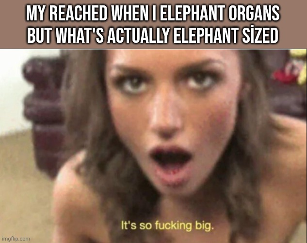 teacher* | My reached when I elephant organs but what's actually elephant sized | image tagged in it's so f cking big | made w/ Imgflip meme maker