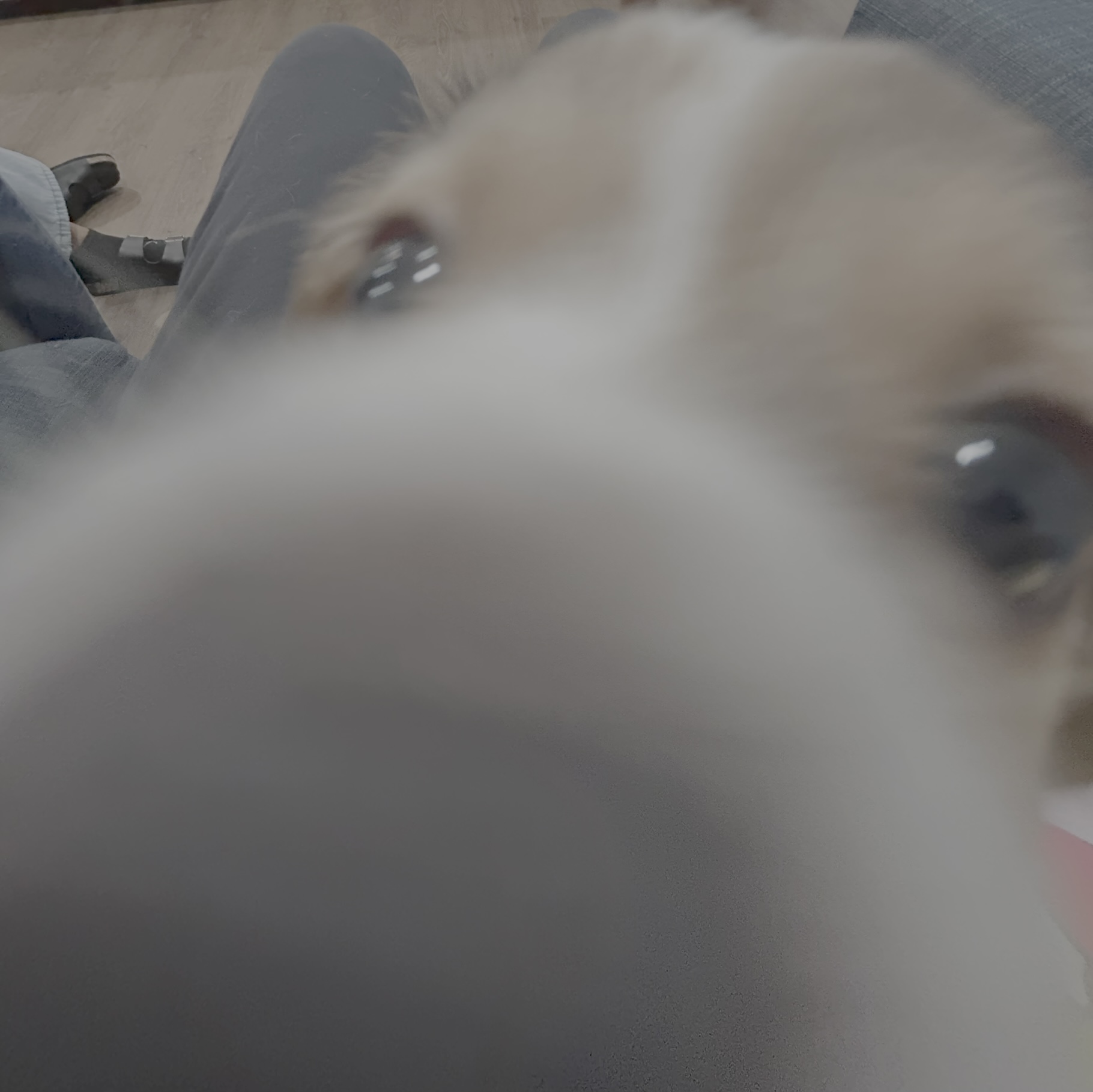 silly dawgy Blank Meme Template