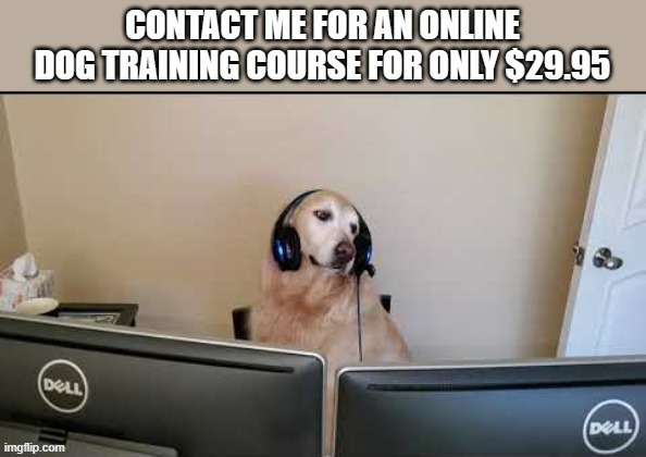 meme by Brad - I'm offering $29.95 online dog training courses !!  - funny - | image tagged in gaming,online school,dogs,funny,training,humor | made w/ Imgflip meme maker