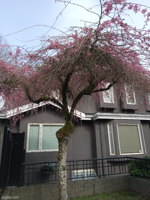tree | made w/ Imgflip meme maker