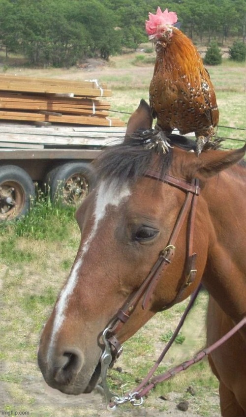 Chicken Jockey | image tagged in chicken jockey | made w/ Imgflip meme maker