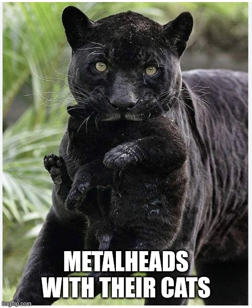 Metalheads and their Cat | METALHEADS WITH THEIR CATS | image tagged in panther team,heavy metal,funny,cats,pets | made w/ Imgflip meme maker