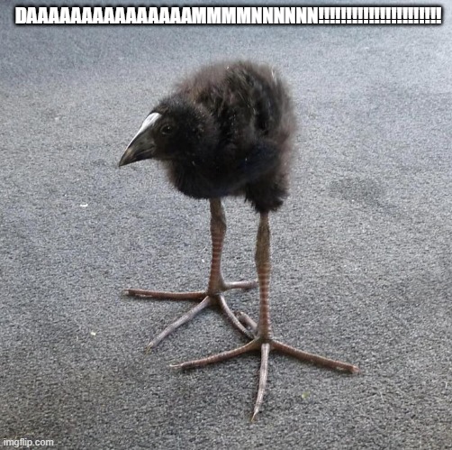 Pukeko chick | DAAAAAAAAAAAAAAAMMMMNNNNNN!!!!!!!!!!!!!!!!!!!!!! | image tagged in pukeko chick | made w/ Imgflip meme maker