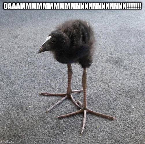 Pukeko chick | DAAAMMMMMMMMMMNNNNNNNNNNNN!!!!!!! | image tagged in pukeko chick | made w/ Imgflip meme maker