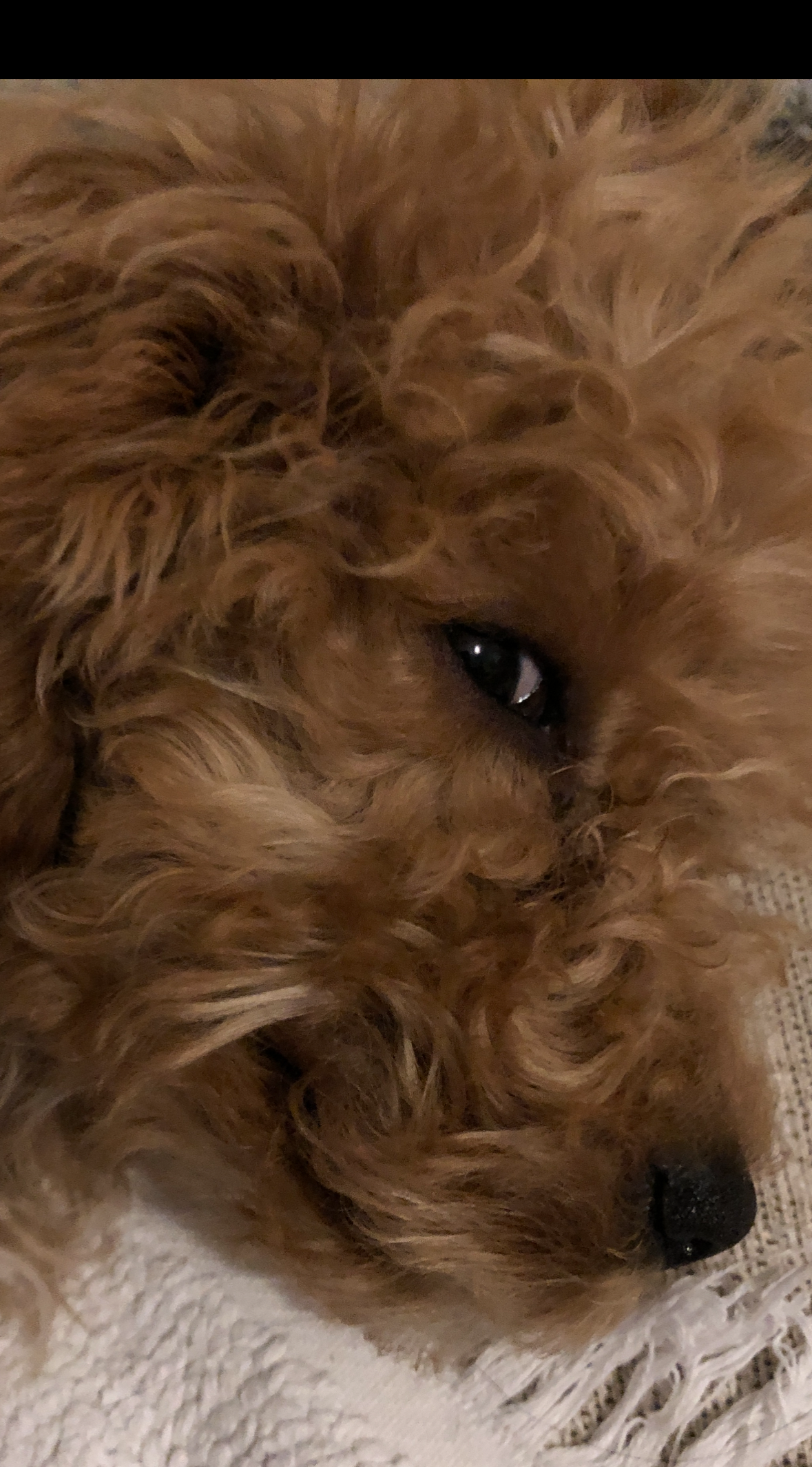 Side eye dog Blank Meme Template