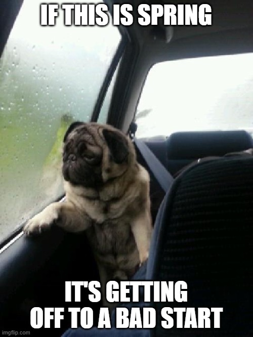 Introspective Pug | IF THIS IS SPRING IT'S GETTING OFF TO A BAD START | image tagged in introspective pug | made w/ Imgflip meme maker