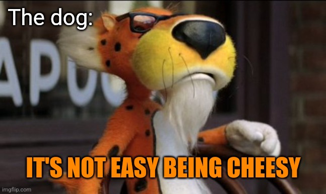 chester cheeto | The dog: IT'S NOT EASY BEING CHEESY | image tagged in chester cheeto | made w/ Imgflip meme maker