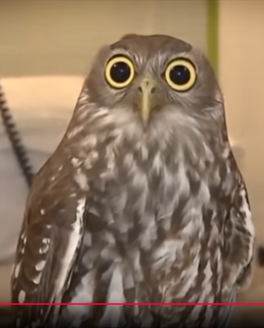 intensely calm owl Blank Meme Template