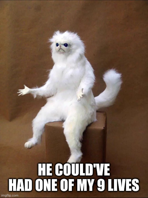 Cat Shrug | HE COULD'VE HAD ONE OF MY 9 LIVES | image tagged in cat shrug | made w/ Imgflip meme maker