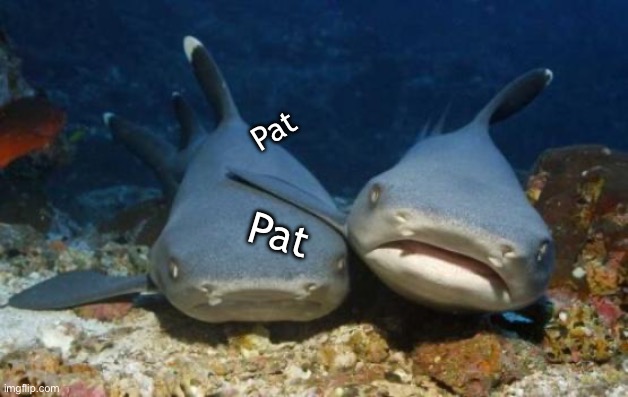 empathetic shark | Pat Pat | image tagged in empathetic shark | made w/ Imgflip meme maker