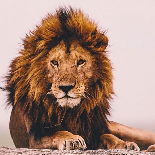 Lion Inspirational  | image tagged in lion inspirational | made w/ Imgflip meme maker