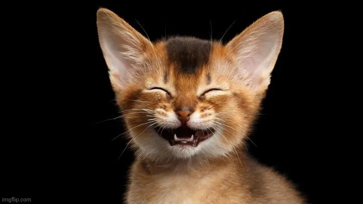 Happy_Cat | image tagged in happy_cat | made w/ Imgflip meme maker