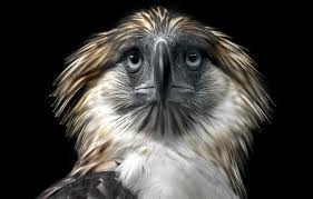 Indeed Eagle Blank Meme Template