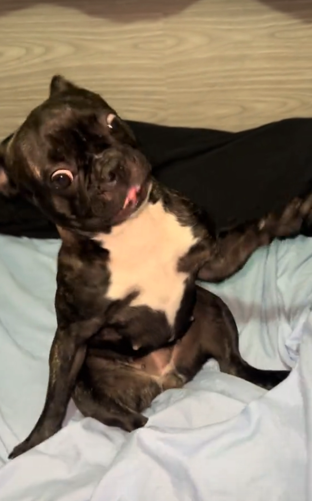 Um cachorro feliz Blank Meme Template