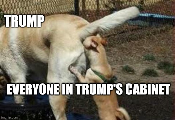 The cabinet | TRUMP; EVERYONE IN TRUMP'S CABINET | image tagged in donald trump,maga,conservative,trump supporter,nevertrump,trump sucks | made w/ Imgflip meme maker