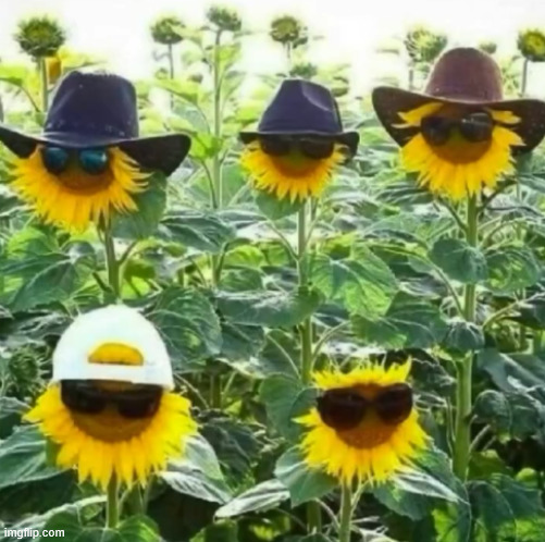 The Sunflower Gang appears | made w/ Imgflip meme maker