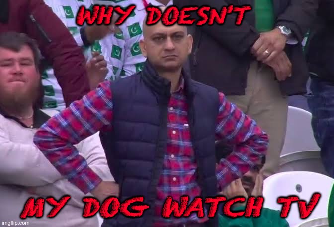 Dog | WHY DOESN'T; MY DOG WATCH TV | image tagged in disappointed man | made w/ Imgflip meme maker