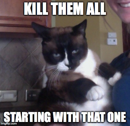 Cat Ruler | KILL THEM ALL STARTING WITH THAT ONE | image tagged in cats | made w/ Imgflip meme maker