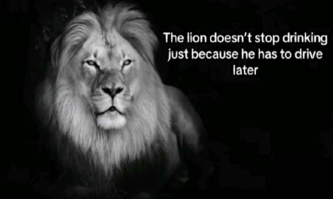 The lion Blank Meme Template