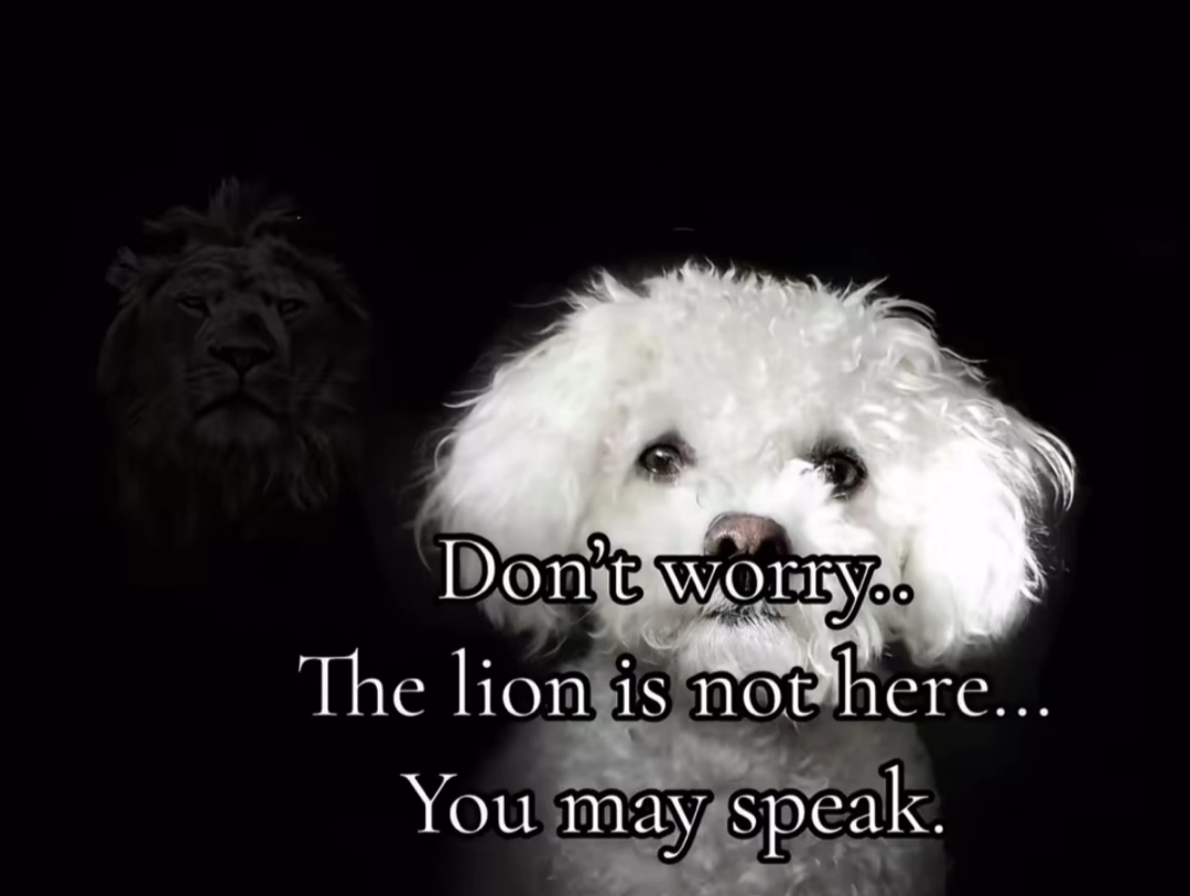 The lion is always watching Blank Meme Template