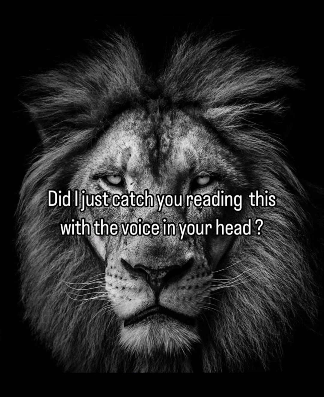 High Quality The lion heard all Blank Meme Template