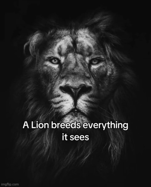 The lion breeds everything and anyone | image tagged in the lion breeds everything and anyone | made w/ Imgflip meme maker