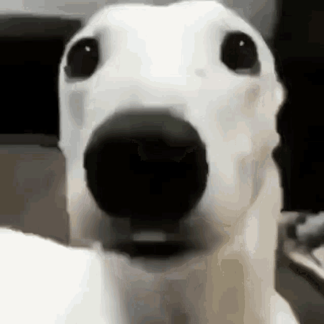 shivering dog Blank Meme Template