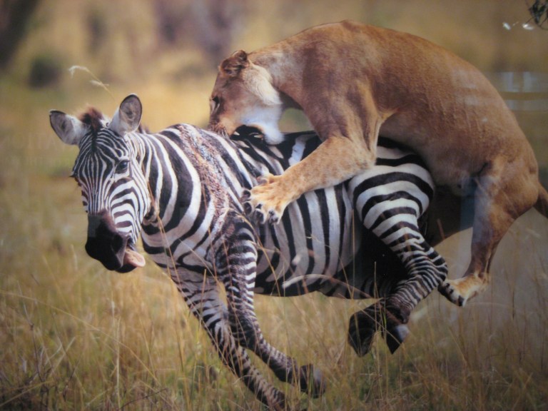 Animaleatinganother Blank Meme Template