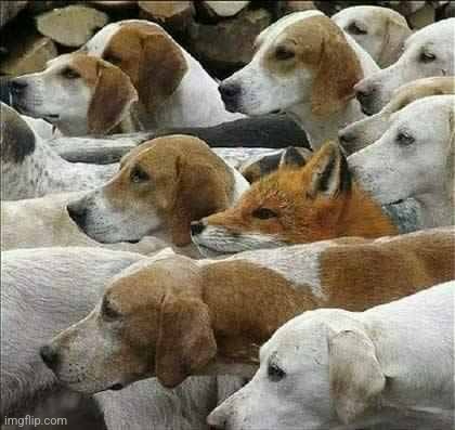 Fox and Foxhounds | image tagged in fox and foxhounds | made w/ Imgflip meme maker