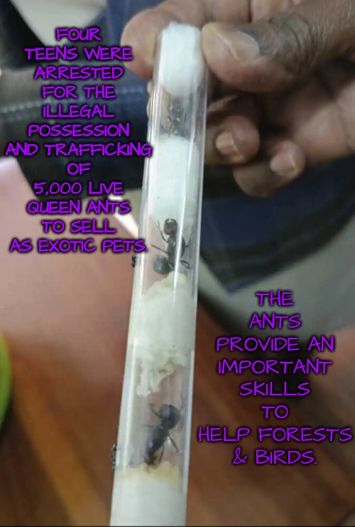 Who Knew Collecting Bugs Could Be Criminal? | THE ANTS PROVIDE AN IMPORTANT SKILLS TO HELP FORESTS & BIRDS. FOUR TEENS WERE ARRESTED FOR THE ILLEGAL POSSESSION AND TRAFFICKING OF 5,000 LIVE QUEEN ANTS TO SELL AS EXOTIC PETS. | image tagged in criminal,collecting bugs | made w/ Imgflip meme maker