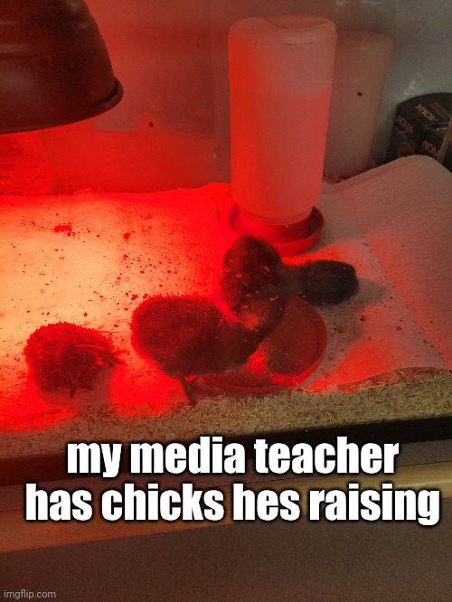 my media teacher has chicks hes raising | made w/ Imgflip meme maker