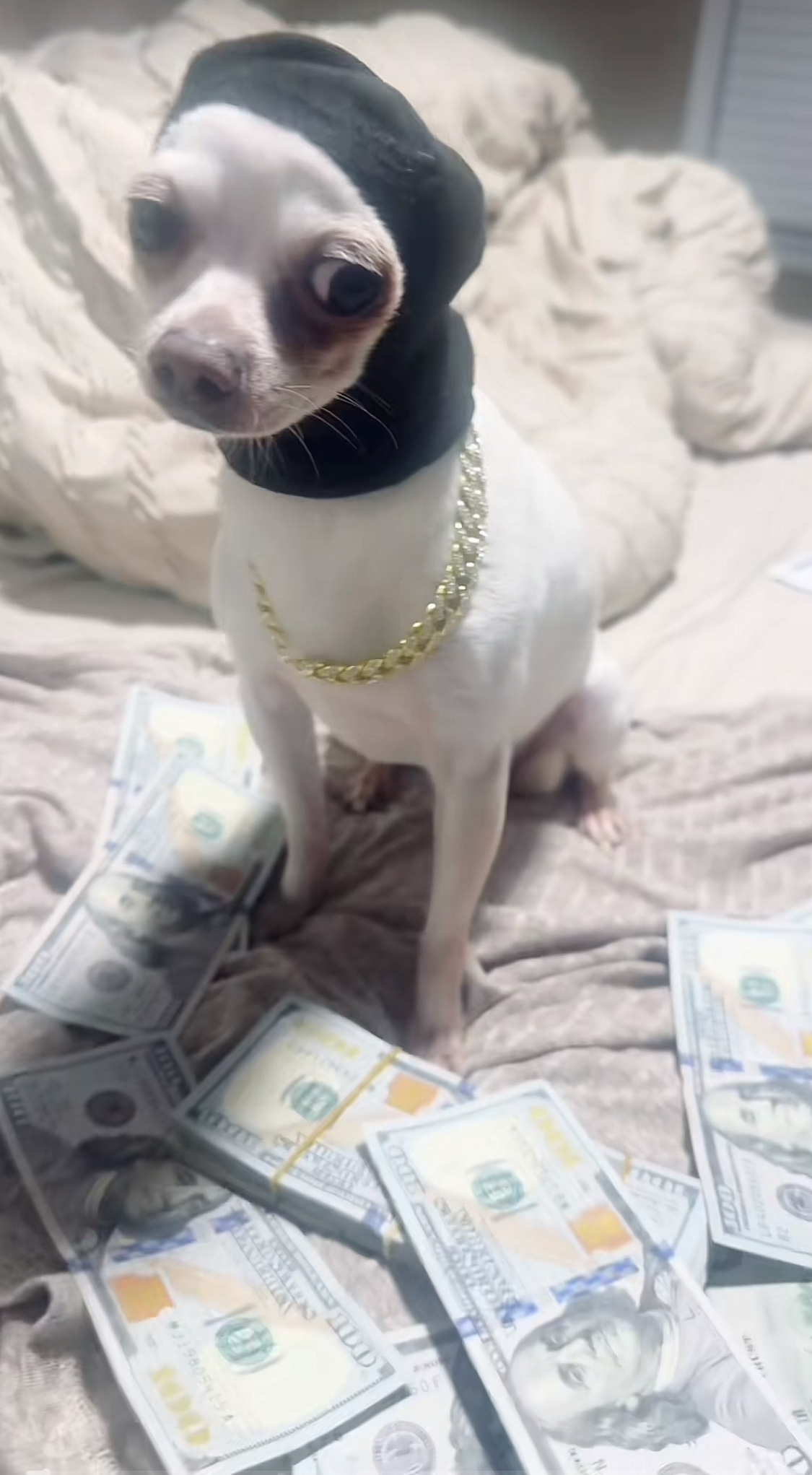 Dog money Blank Meme Template
