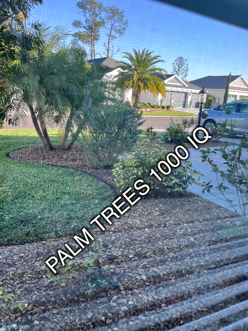 Infinite smart tree | PALM TREES 1000 IQ | image tagged in msmg,funny | made w/ Imgflip meme maker