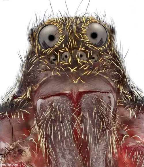 Wolf Spider looks concerned... | image tagged in spiders,magnified images,photography,creepy,images | made w/ Imgflip meme maker