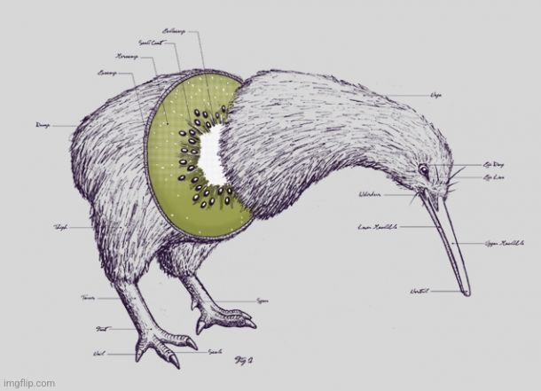 I tried looking up the anatomy of kiwi birds | made w/ Imgflip meme maker