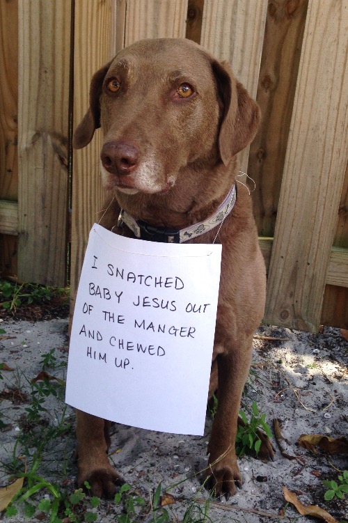 AntiChrist Dog | image tagged in dogs,funny dog memes,stealing,antichrist,bad dog,shame | made w/ Imgflip meme maker