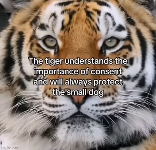 The tiger | made w/ Imgflip meme maker