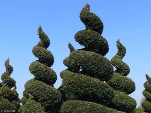 Cool treees | image tagged in tree,forrest,wisdom,cool | made w/ Imgflip meme maker