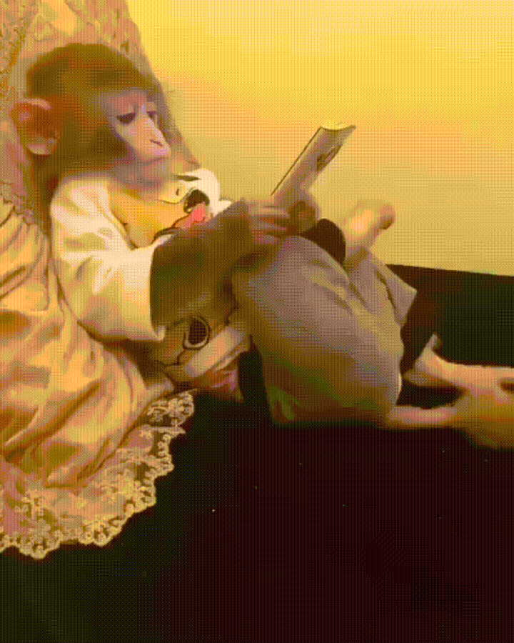 Monkey on a phone Blank Meme Template