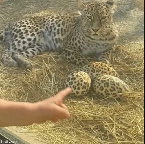 Did you guys know that leopards lay eggs | made w/ Imgflip meme maker