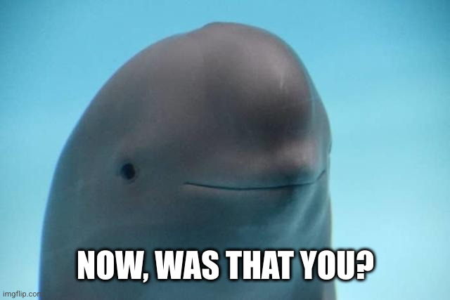 smiling dolphin | NOW, WAS THAT YOU? | image tagged in smiling dolphin | made w/ Imgflip meme maker