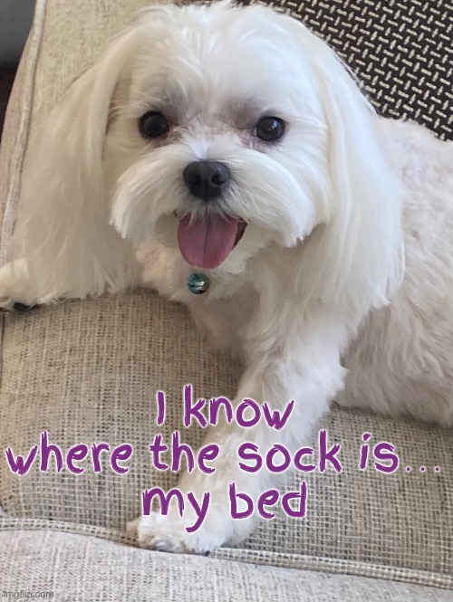 I know where the sock is…
my bed | made w/ Imgflip meme maker
