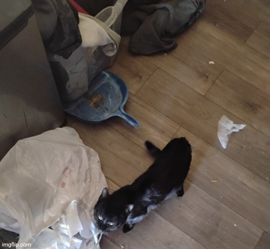 Cat jumpscare 3 | made w/ Imgflip meme maker