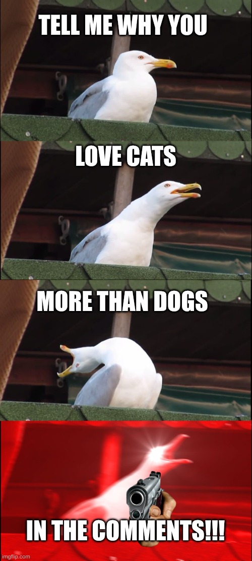 Inhaling Seagull Meme | TELL ME WHY YOU; LOVE CATS; MORE THAN DOGS; IN THE COMMENTS!!! | image tagged in memes,inhaling seagull | made w/ Imgflip meme maker