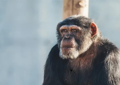 wise monkey Blank Meme Template