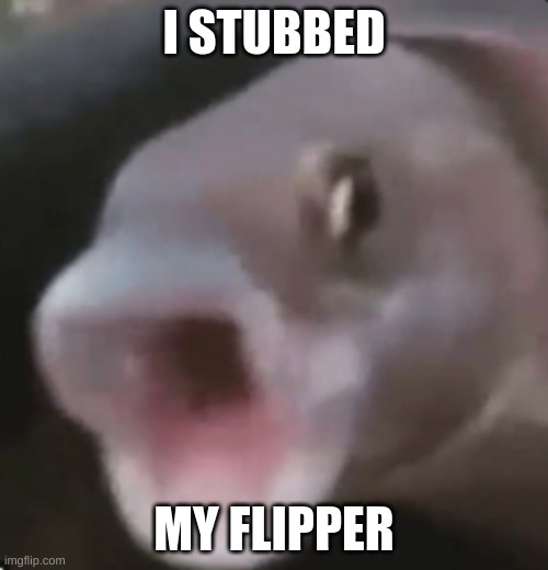 ... | I STUBBED; MY FLIPPER | image tagged in poggers fish | made w/ Imgflip meme maker