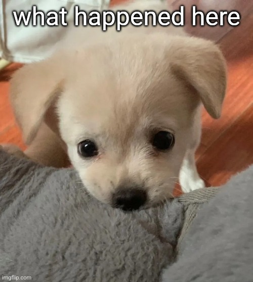 hi | what happened here | image tagged in hi | made w/ Imgflip meme maker