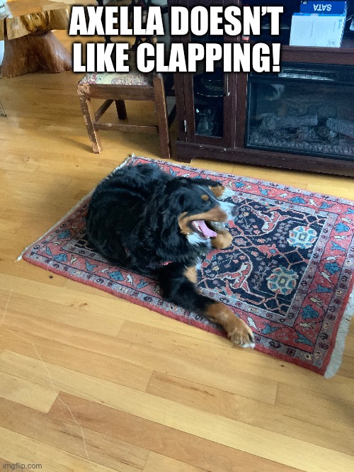 Bernese Mountain Dog Dislikes Clapping | AXELLA DOESN’T LIKE CLAPPING! | image tagged in noise sensitive dogs,bernese mountain dogs,dogs | made w/ Imgflip meme maker